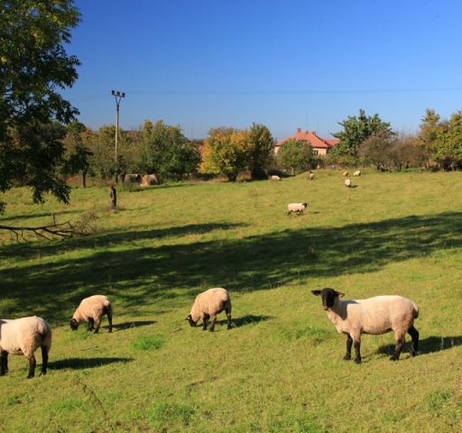 eske_hemanice_borova_img_3432_20190314_1380440800